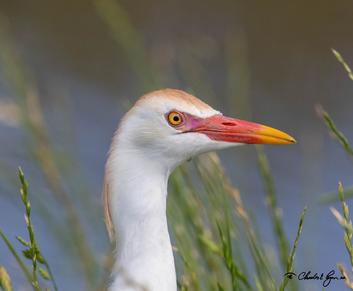 Western Cattle Egret - Charles Lyon