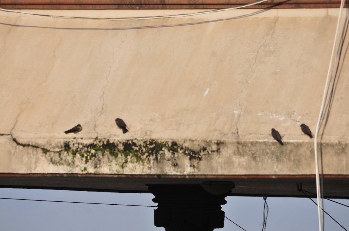 Dusky Crag-Martin - ML160377031