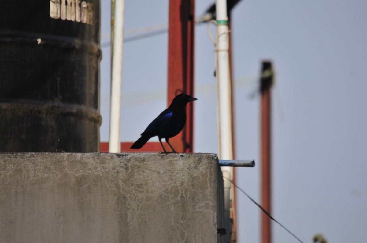 Malabar Whistling-Thrush - ML160377071