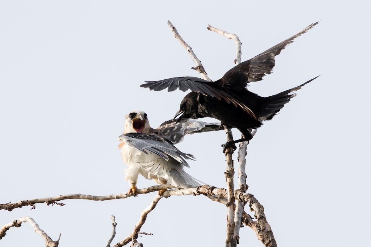 White-tailed Kite - ML160377381