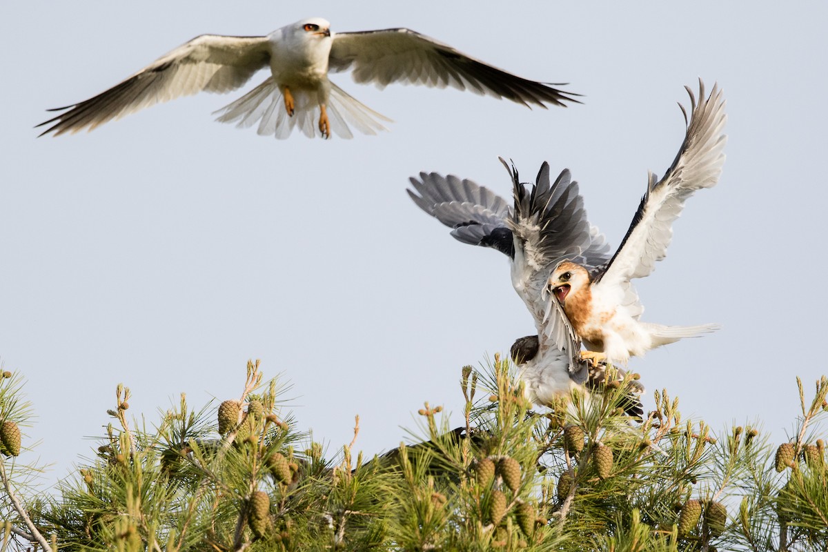 White-tailed Kite - ML160377401