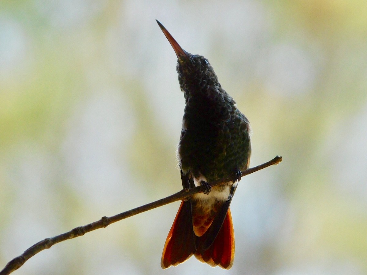 Berylline Hummingbird - Abiel Martínez Hernández