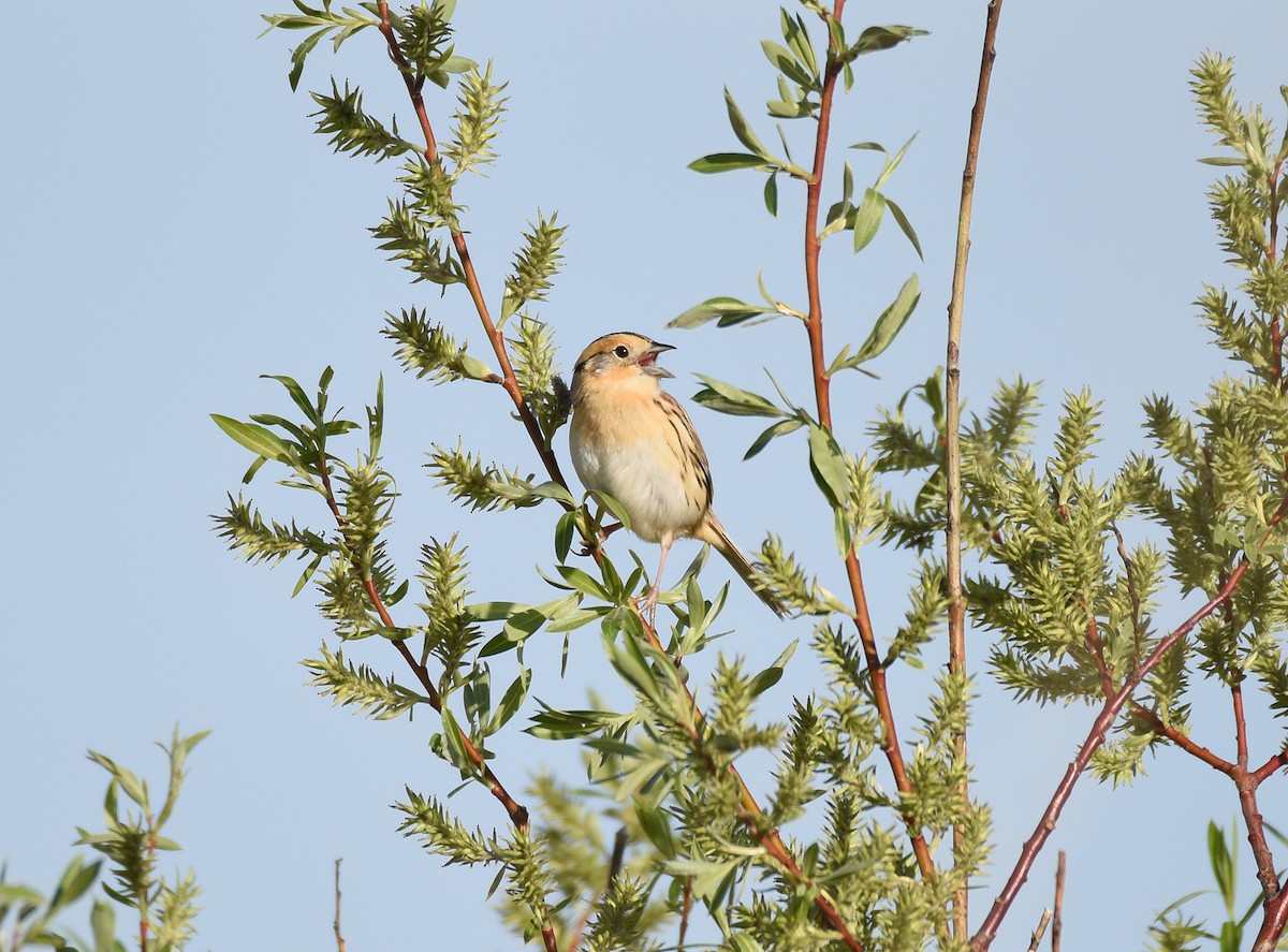 LeConte's Sparrow - ML160379321