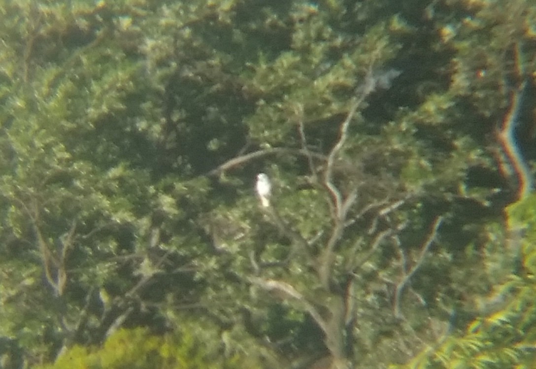 White Cockatoo - ML160380021