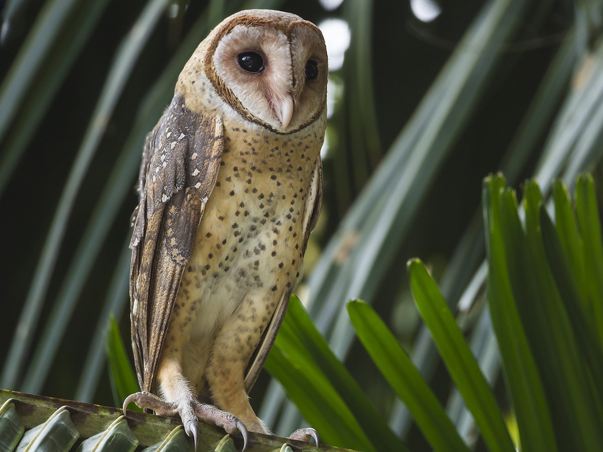 ビンテージ ウエストモアランド フクロウ① Westmoreland Owl アンダマンメンフクロウ - eBird