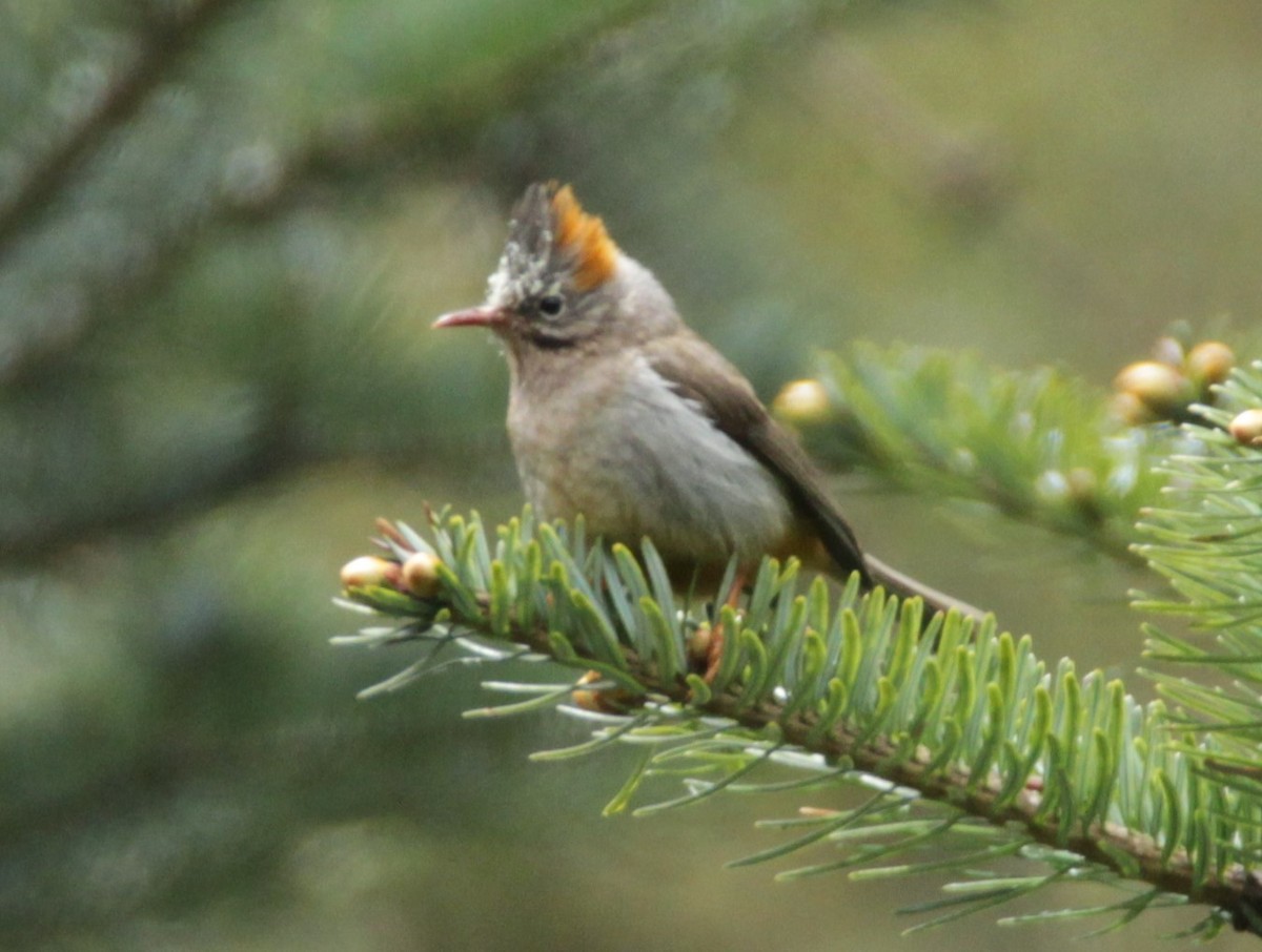 Yuhina Ventrirrufa - ML160382811