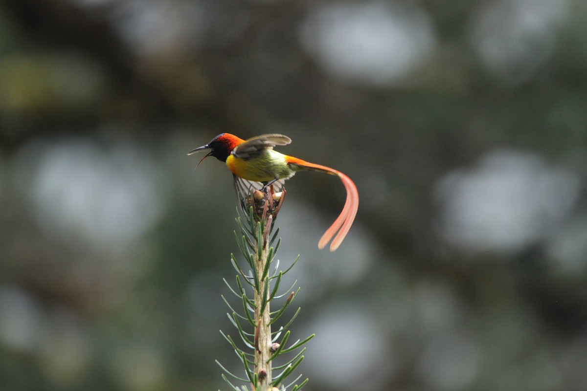 Fire-tailed Sunbird - ML160383791