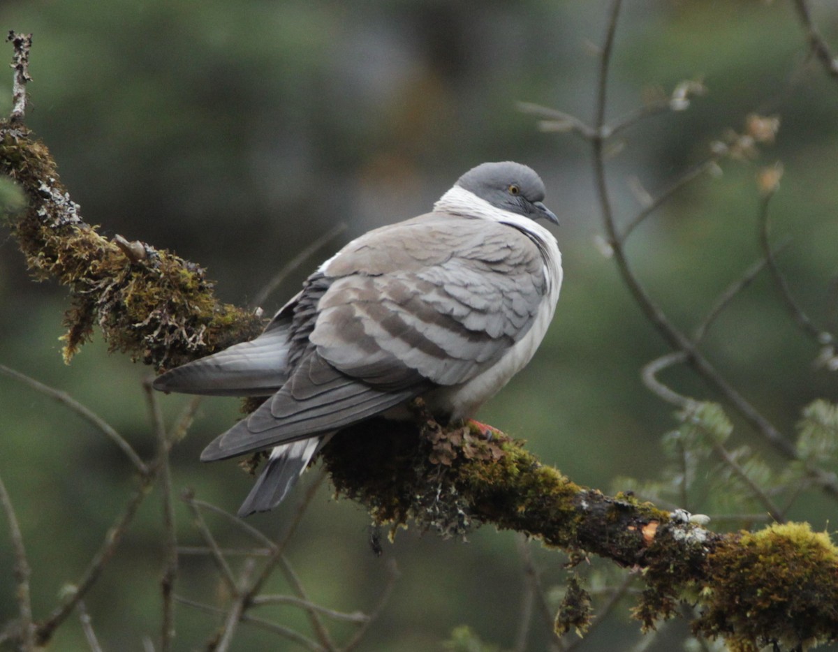 Pigeon des neiges - ML160384281