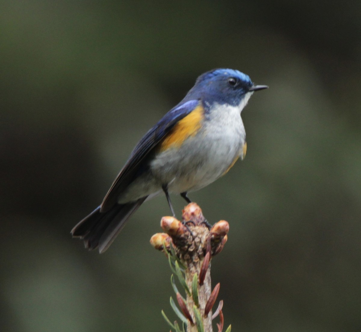 Himalayan Bluetail - ML160384341