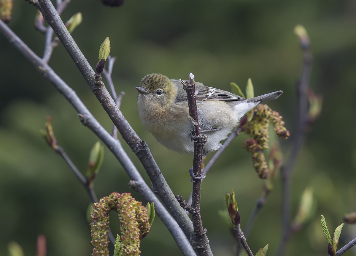 Bay-breasted Warbler - ML160384391