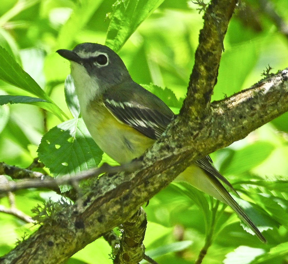 Graukopfvireo - ML160384901