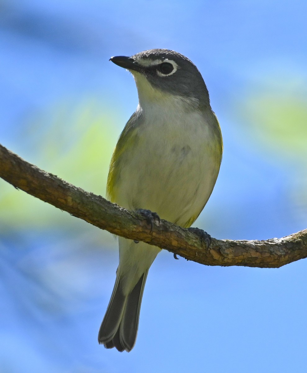 Vireo Solitario - ML160384911