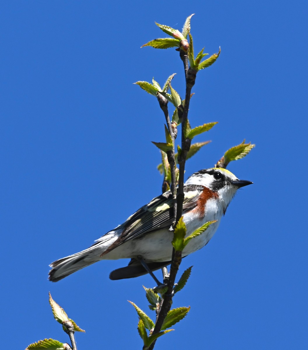 Gelbscheitel-Waldsänger - ML160384931