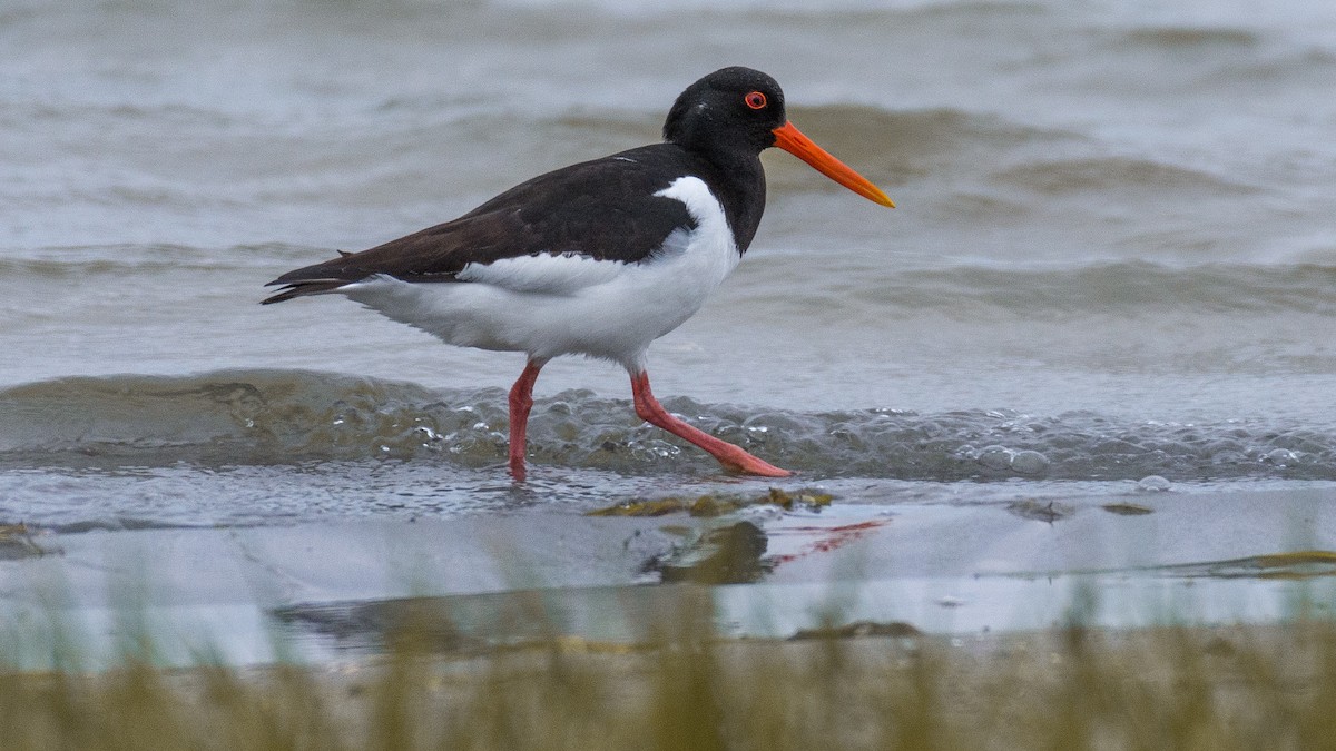 Eurasian Oystercatcher - ML160385641