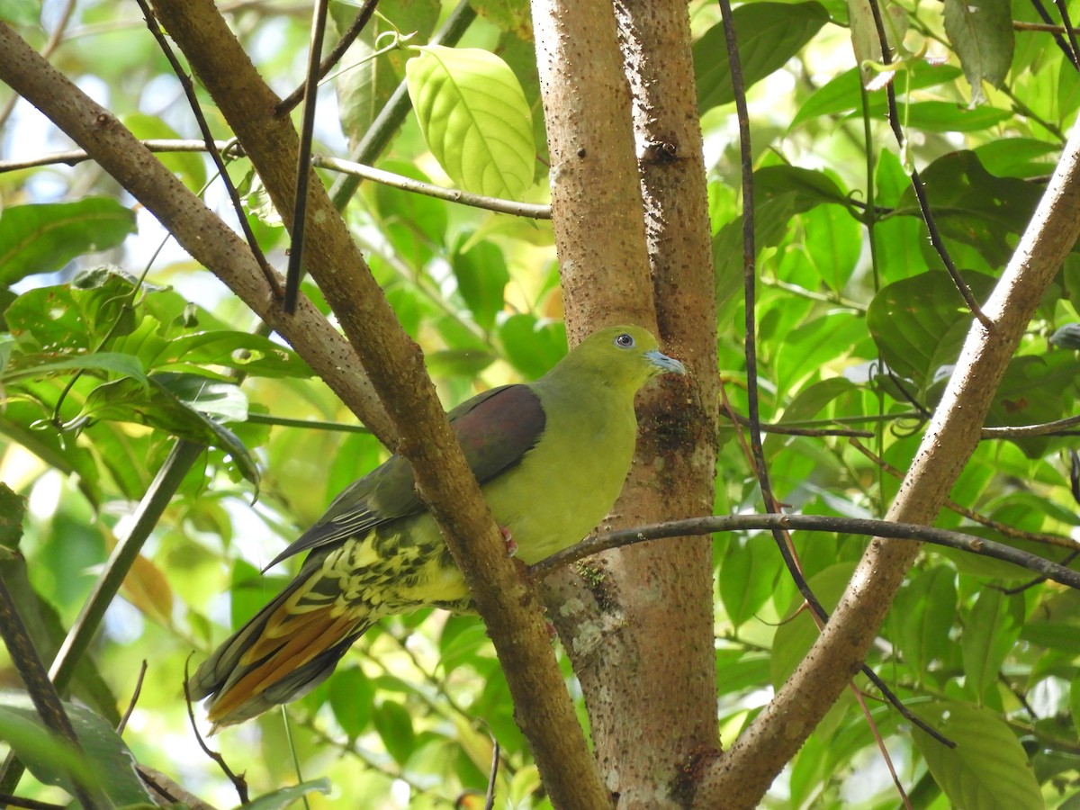 Wedge-tailed Green-Pigeon - ML160386081