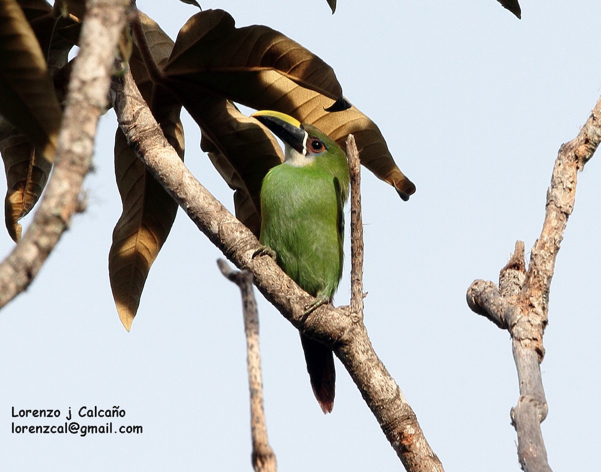 Toucanet à gorge blanche - ML160386231