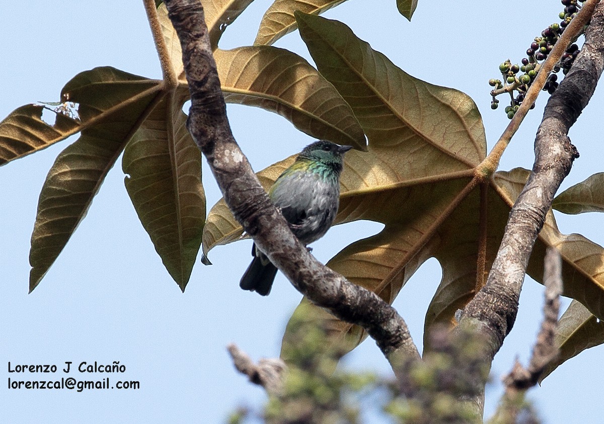 Black-capped Tanager - ML160386331