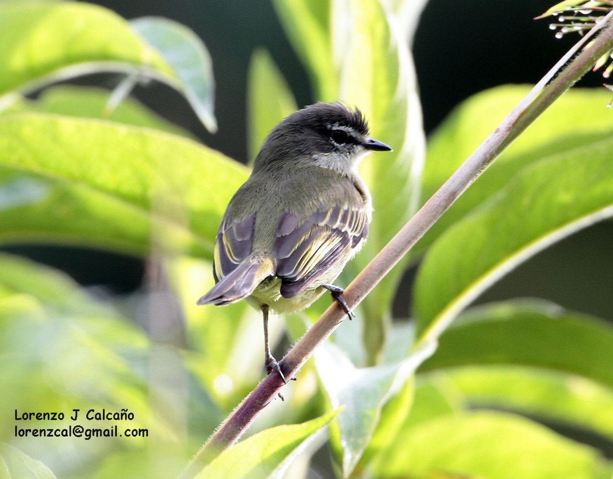 Spectacled Tyrannulet - Lorenzo Calcaño