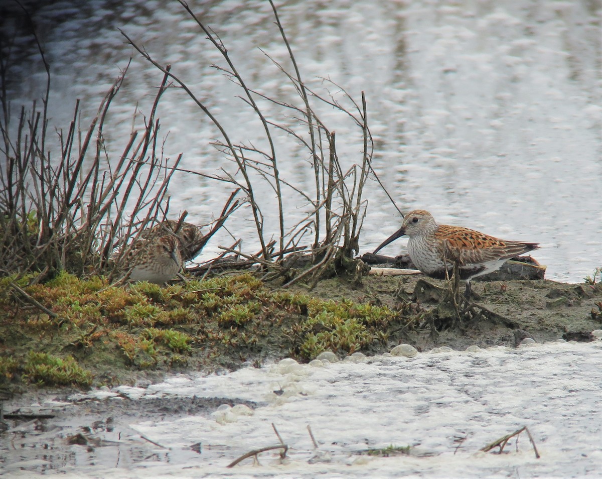 Bécasseau variable - ML160386771