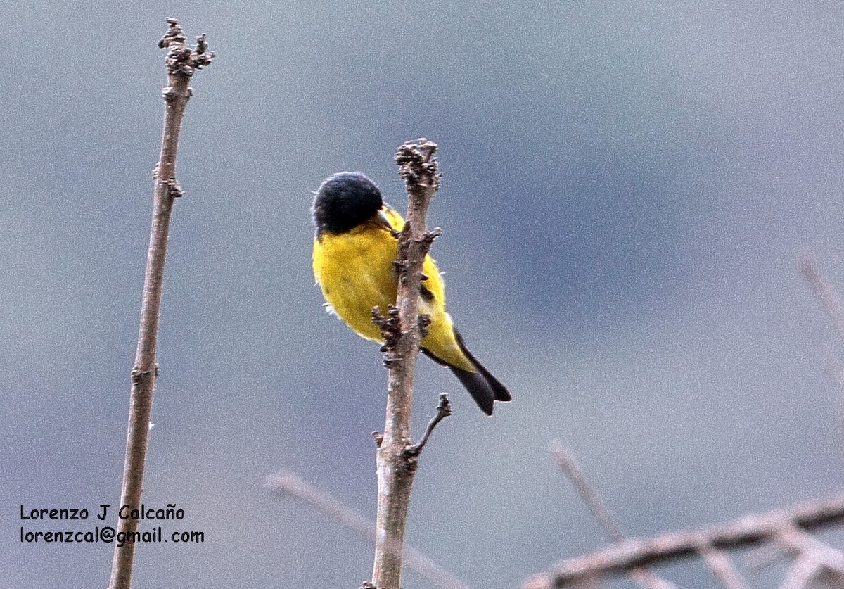 Lesser Goldfinch - Lorenzo Calcaño