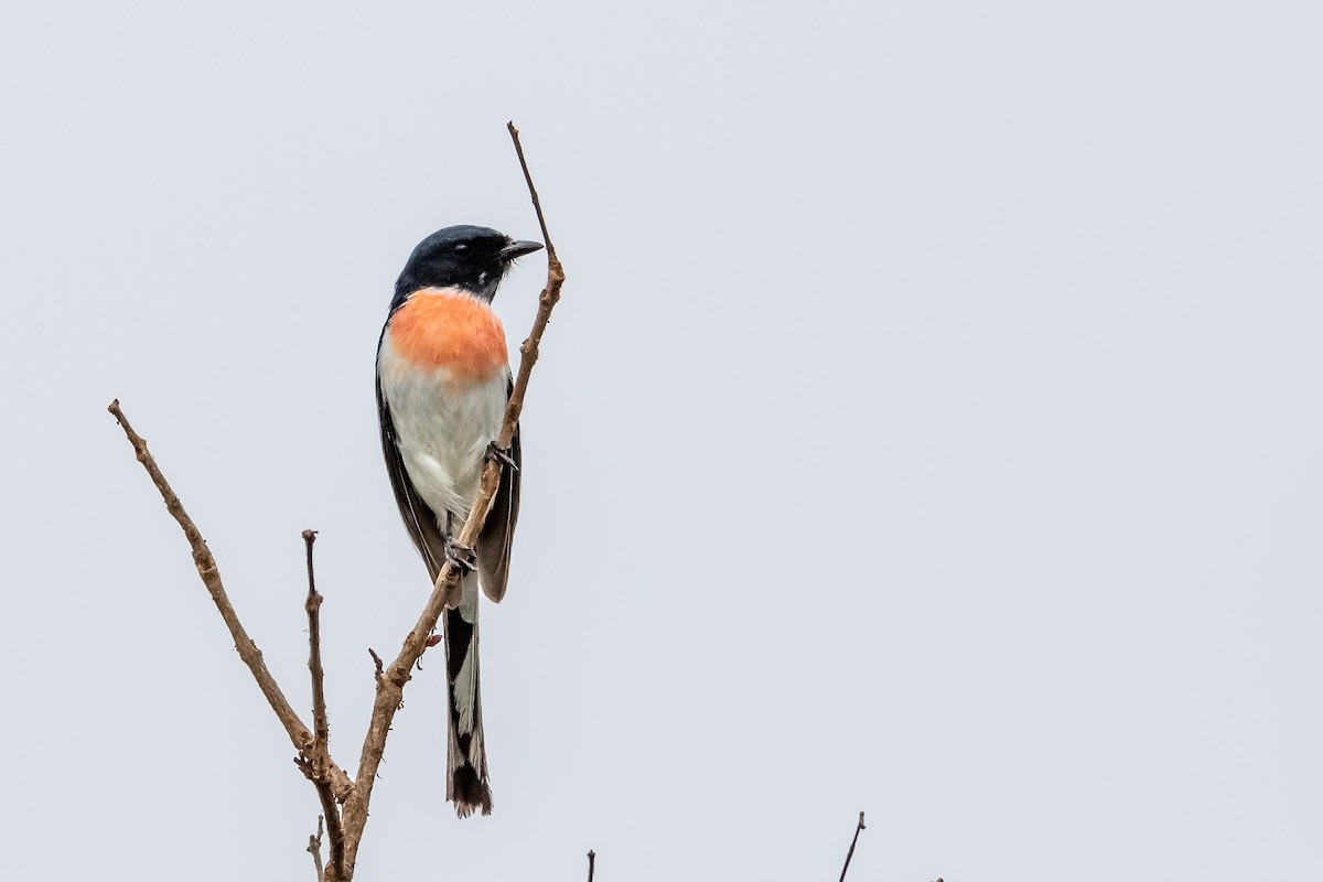 White-bellied Minivet - Balaji P B