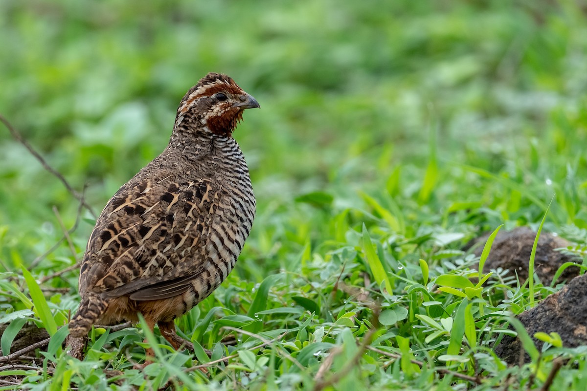 Jungle Bush-Quail - ML160387581