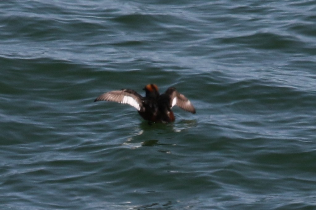 Horned Grebe - ML160391091