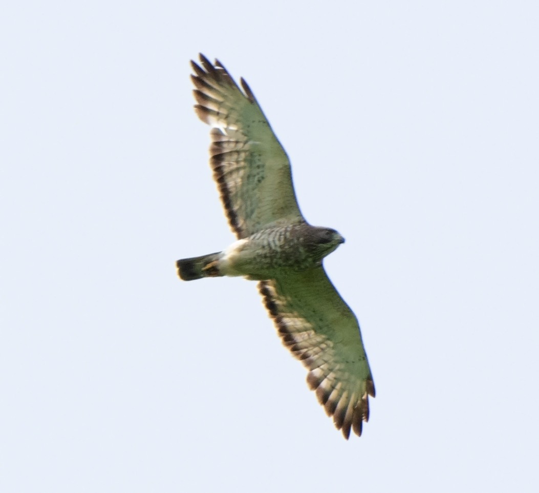 Broad-winged Hawk - ML160391601