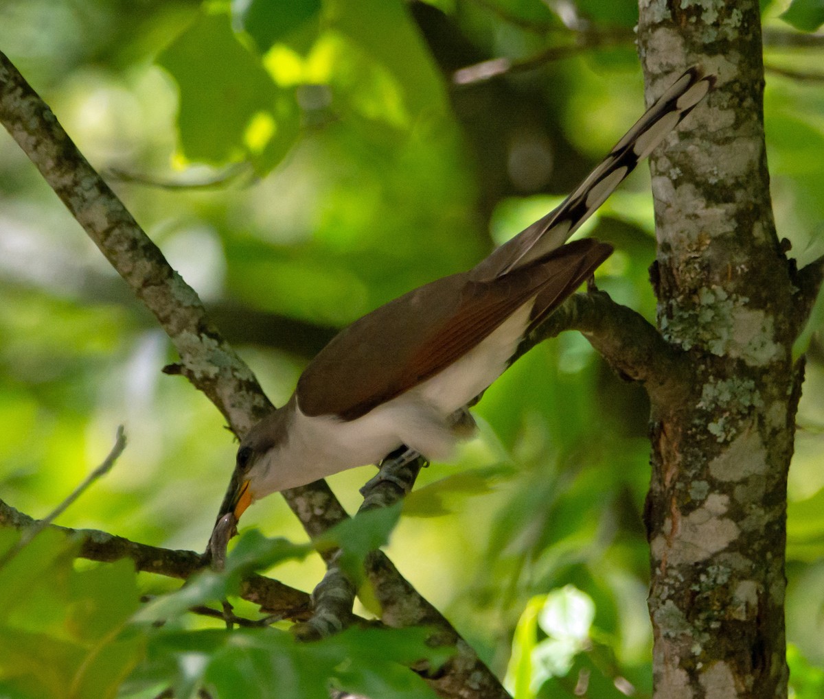 Yellow-billed Cuckoo - Jack and Shirley Foreman