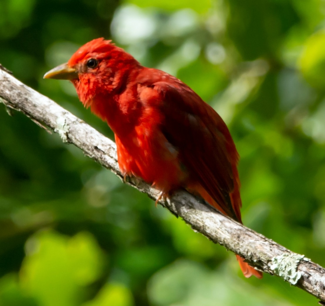 Summer Tanager - ML160391771