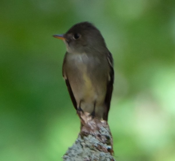 Eastern Wood-Pewee - ML160392061