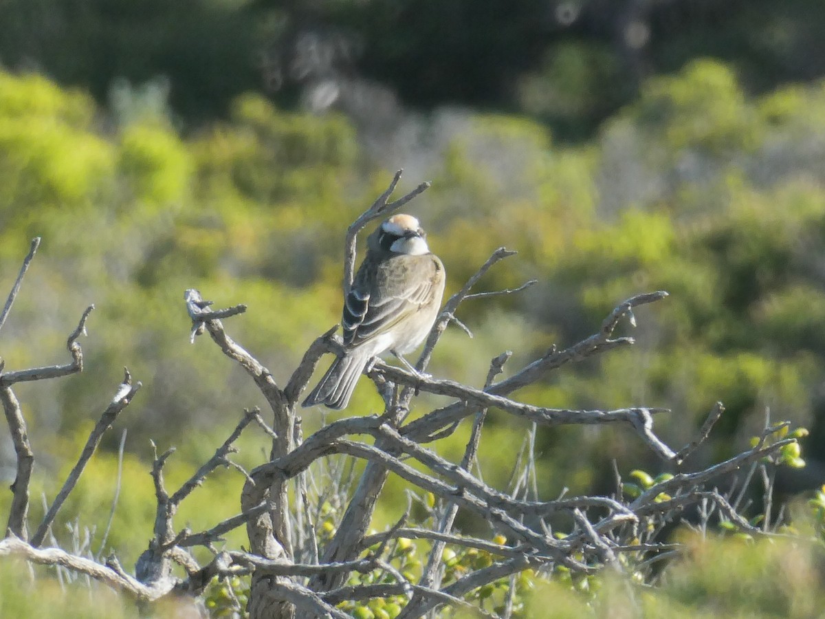 Tawny-crowned Honeyeater - Brian Deans