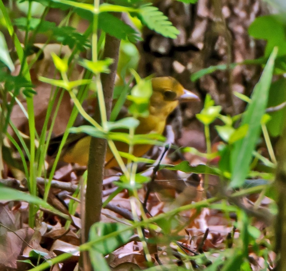 Piranga Escarlata - ML160392581