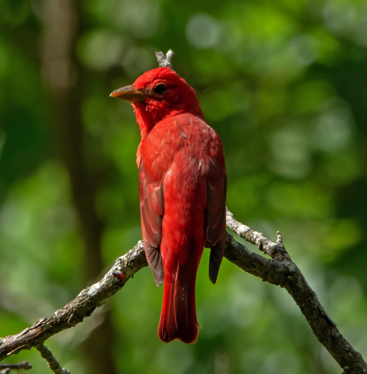 Summer Tanager - ML160392591