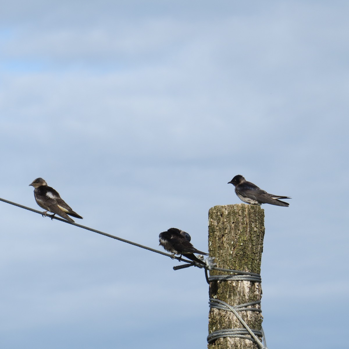 Purple Martin - ML160394711