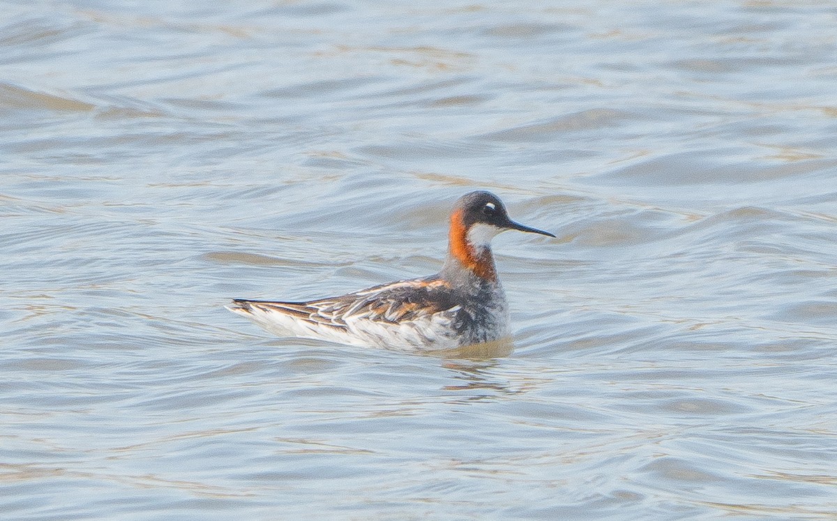 Mendebal-txori mokomehea - ML160395111