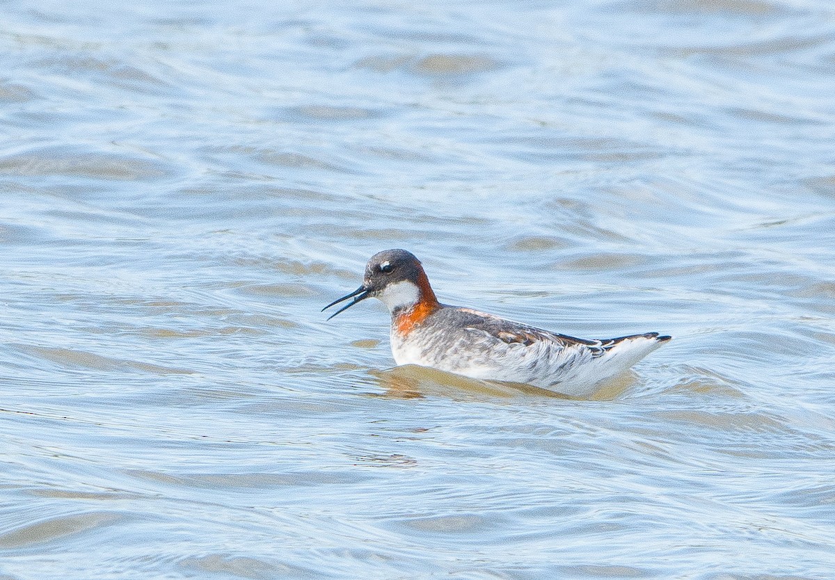 Mendebal-txori mokomehea - ML160395141