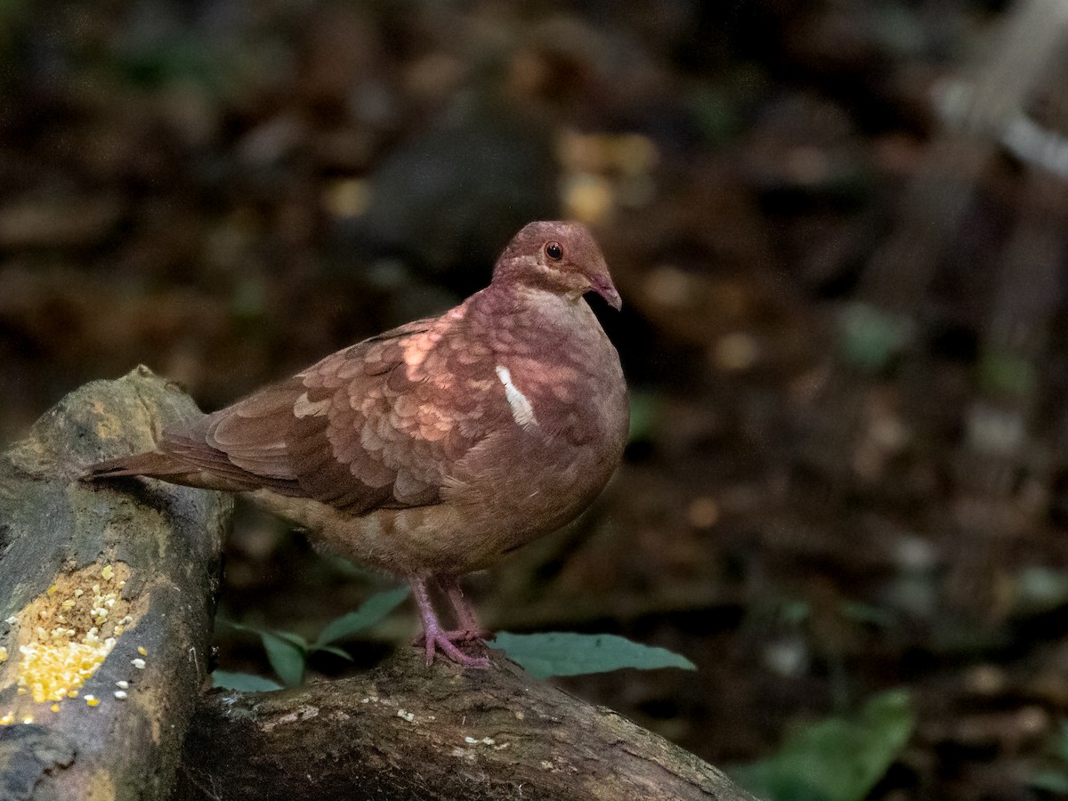 Ruddy Quail-Dove - Héctor Bottai