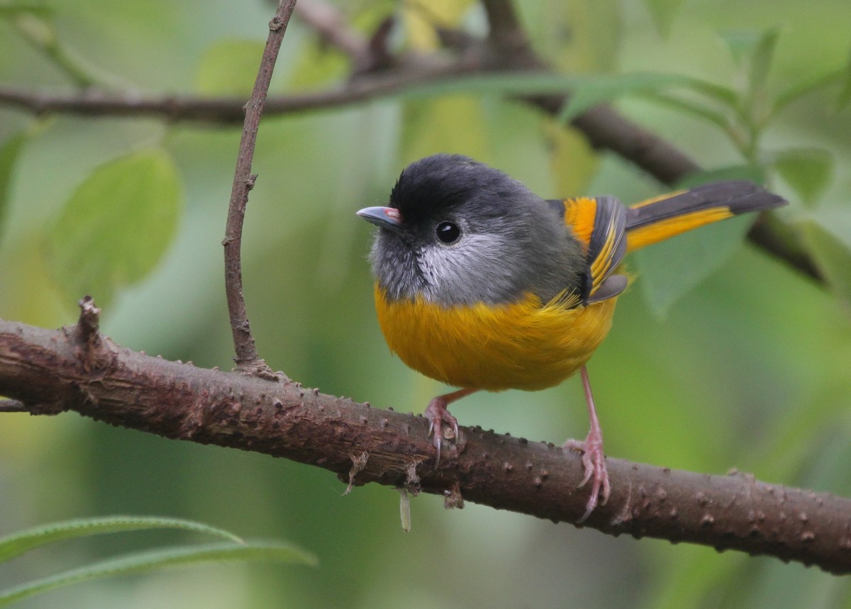 Golden-breasted Fulvetta - Vyom Vyas