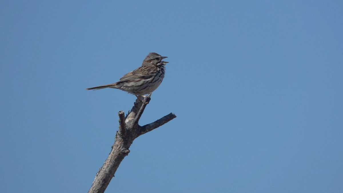 Song Sparrow - ML160399351