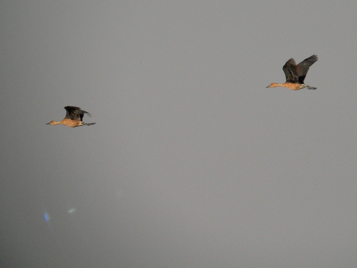 Fulvous Whistling-Duck - ML160400581