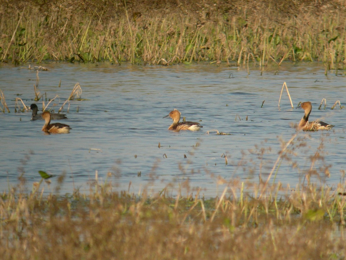 Fulvous Whistling-Duck - ML160400611