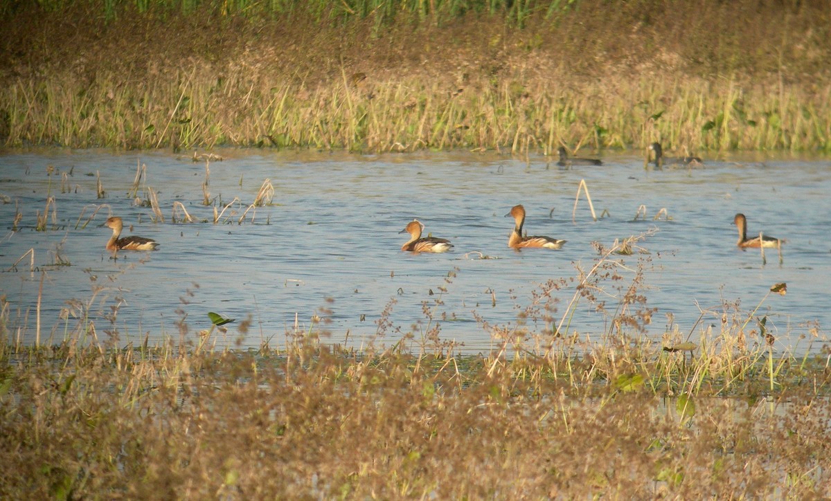 Fulvous Whistling-Duck - ML160400621