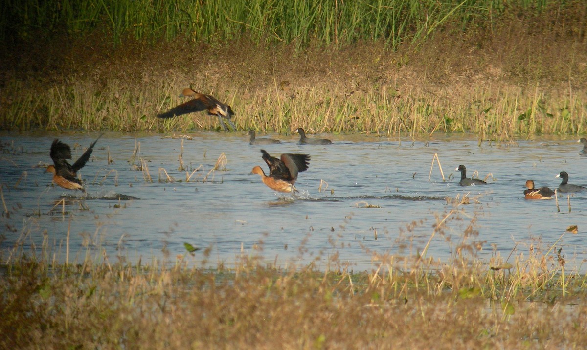 Fulvous Whistling-Duck - ML160400631