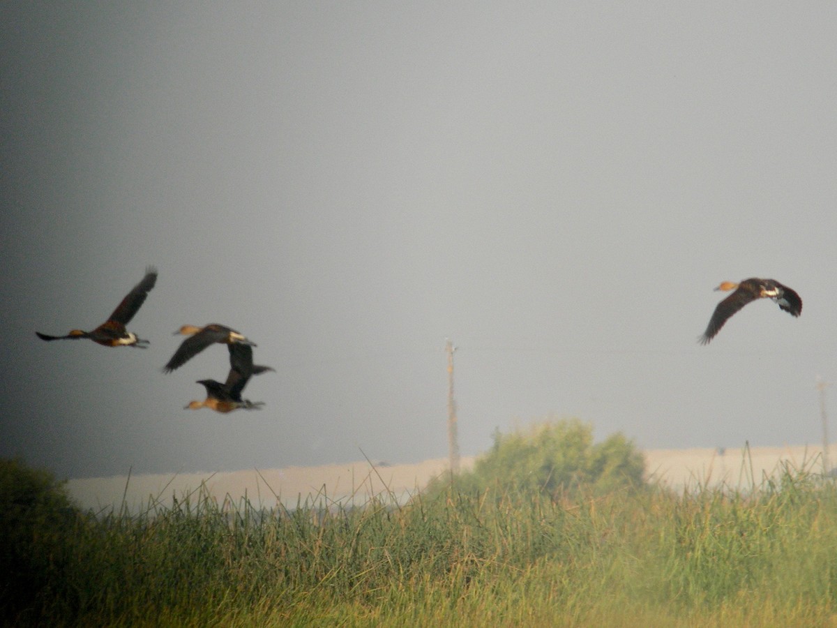 Fulvous Whistling-Duck - ML160400641