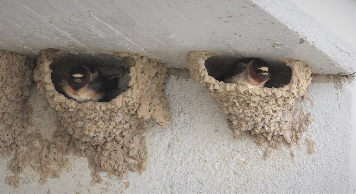 Cliff Swallow - ML160401541