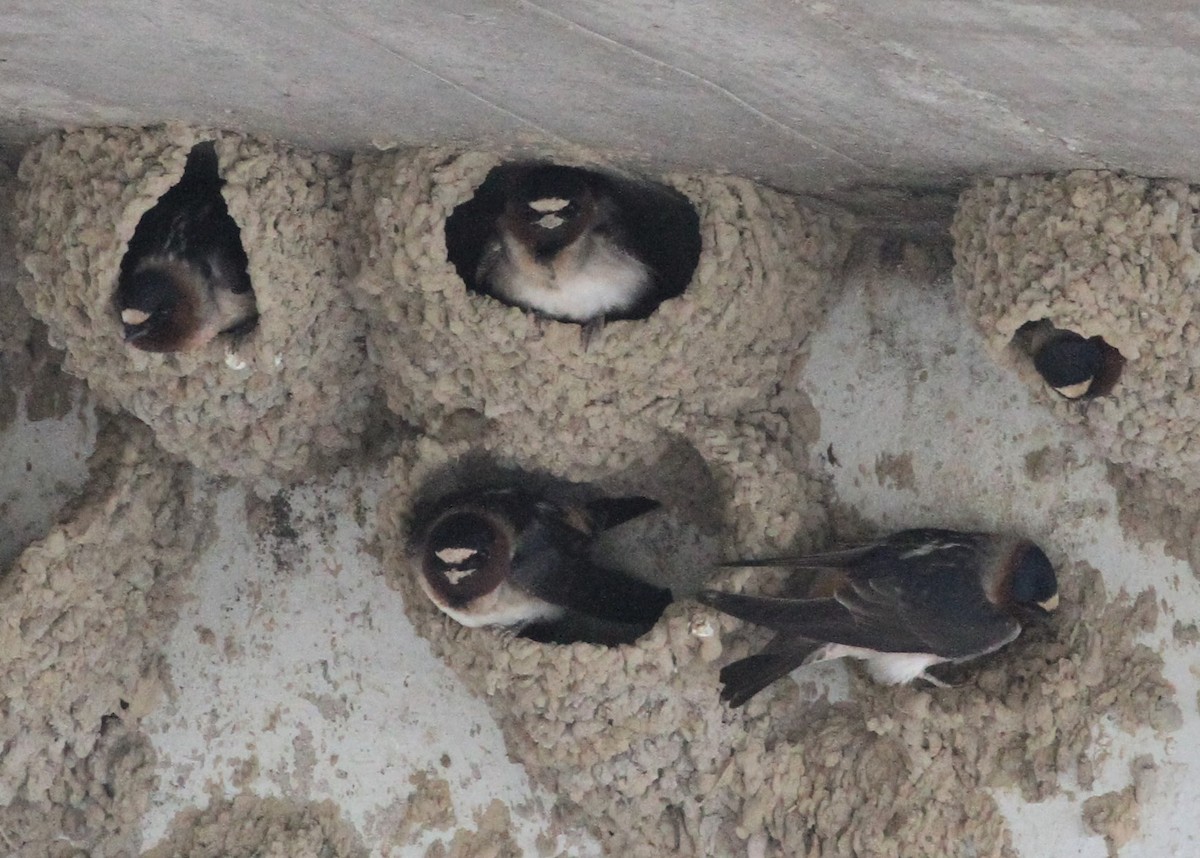 Cliff Swallow - ML160401551