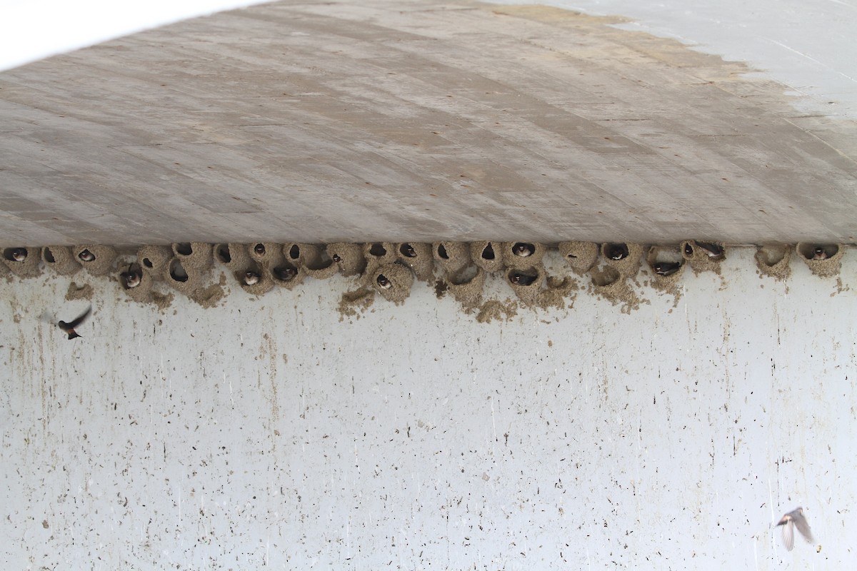 Cliff Swallow - ML160401561