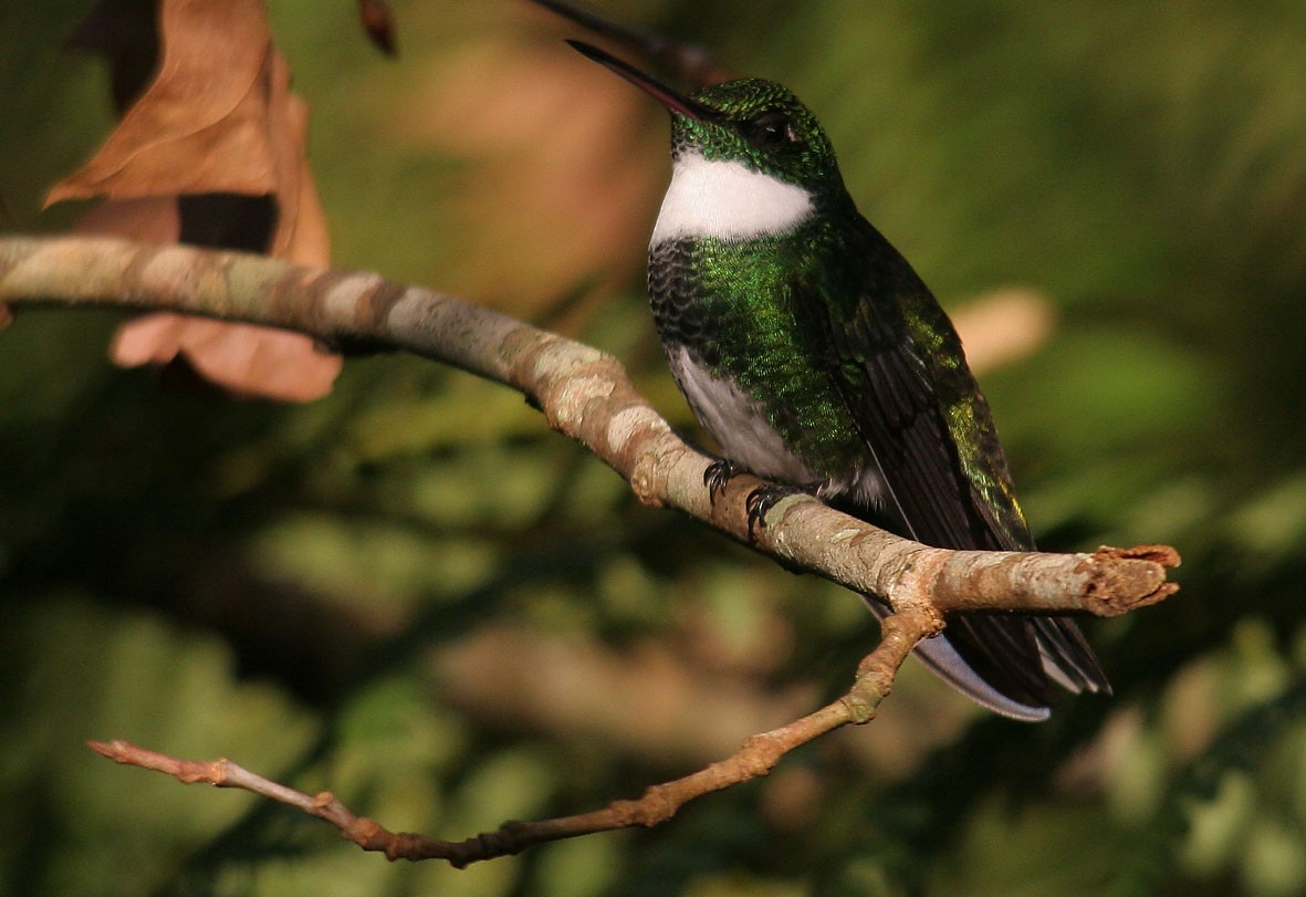 White-throated Hummingbird - Fabio Olmos