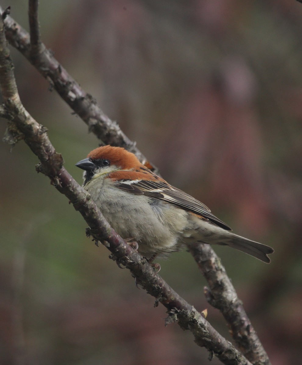 Russet Sparrow - ML160402761